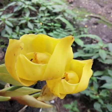 הוילה אוקסאפמפה Refugio De Orquideas מראה חיצוני תמונה