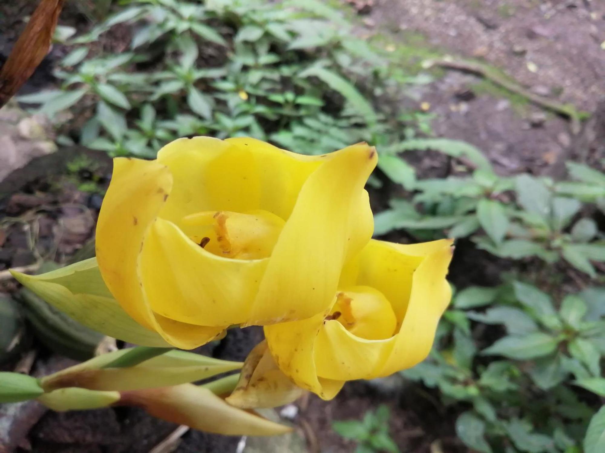 הוילה אוקסאפמפה Refugio De Orquideas מראה חיצוני תמונה