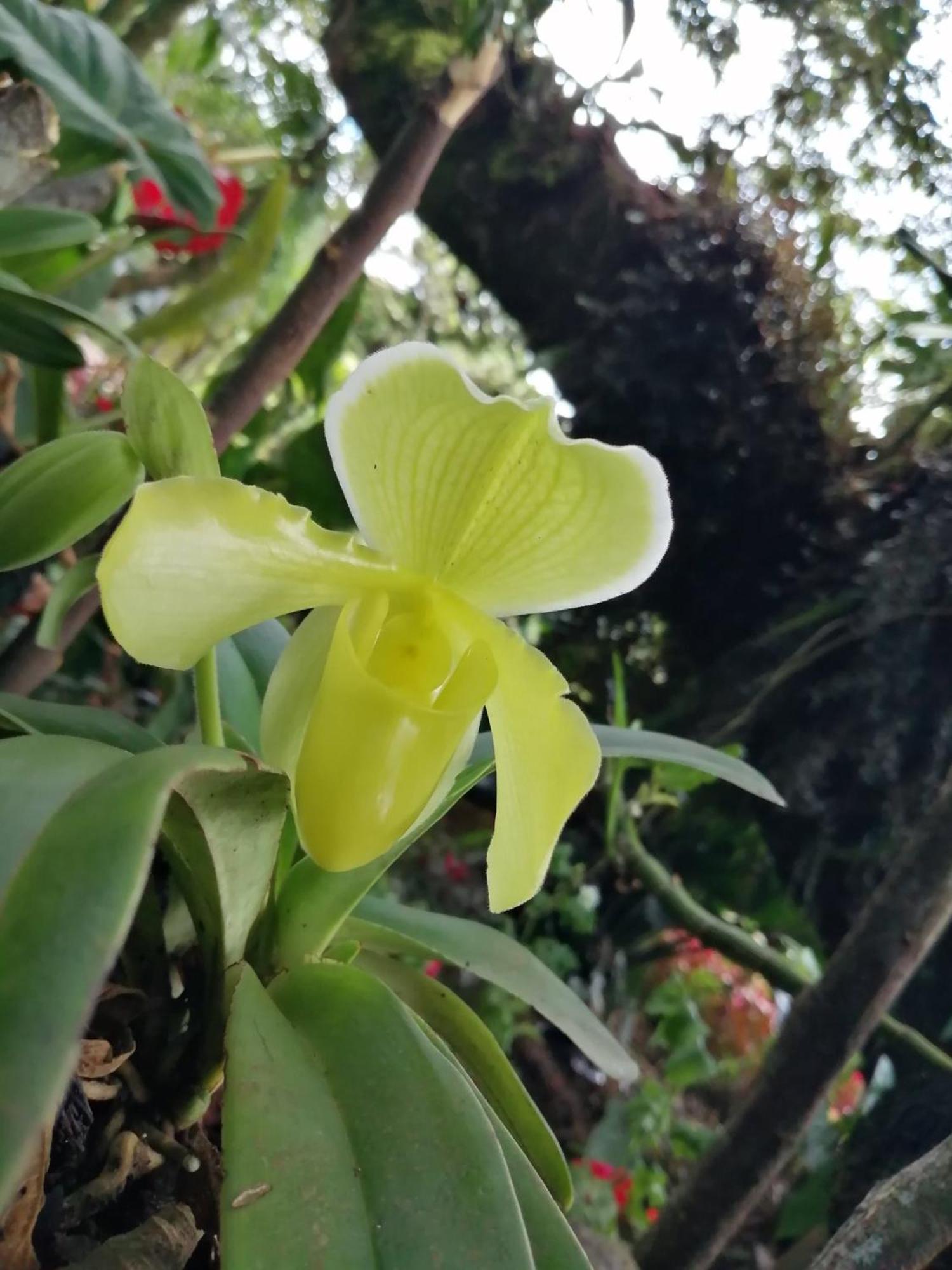 הוילה אוקסאפמפה Refugio De Orquideas מראה חיצוני תמונה