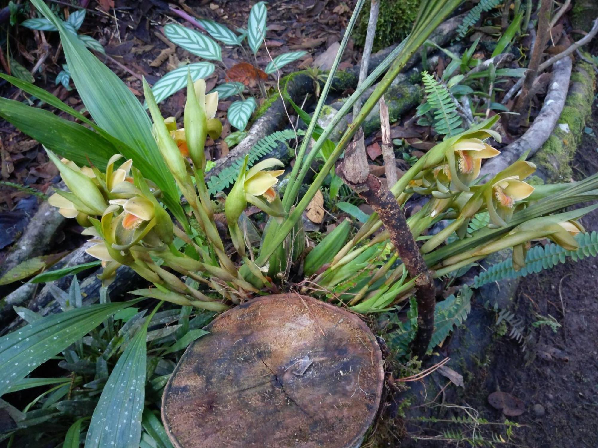 הוילה אוקסאפמפה Refugio De Orquideas מראה חיצוני תמונה