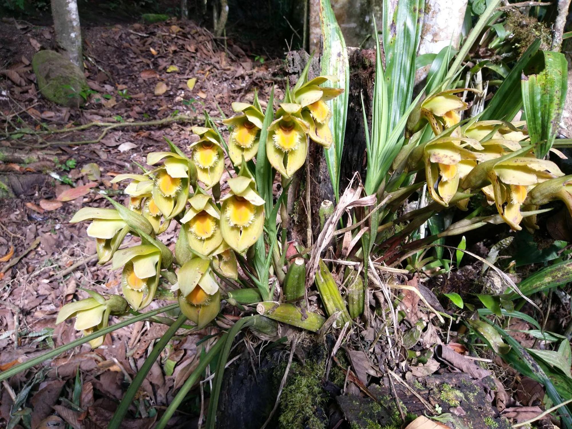 הוילה אוקסאפמפה Refugio De Orquideas מראה חיצוני תמונה