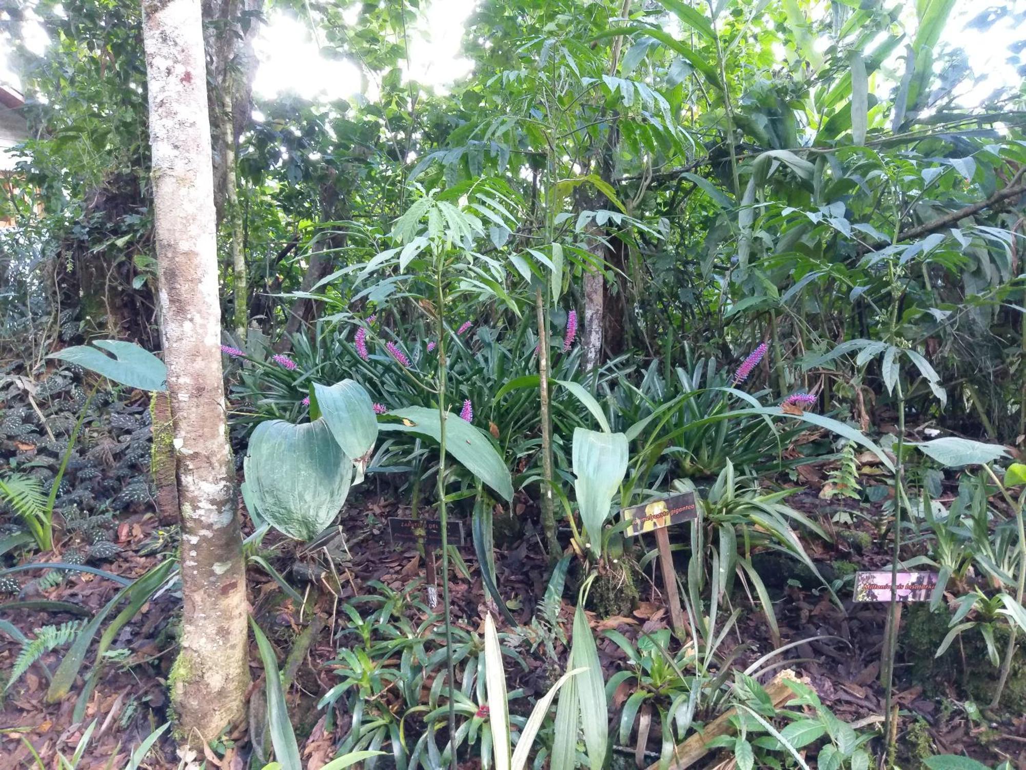 הוילה אוקסאפמפה Refugio De Orquideas מראה חיצוני תמונה