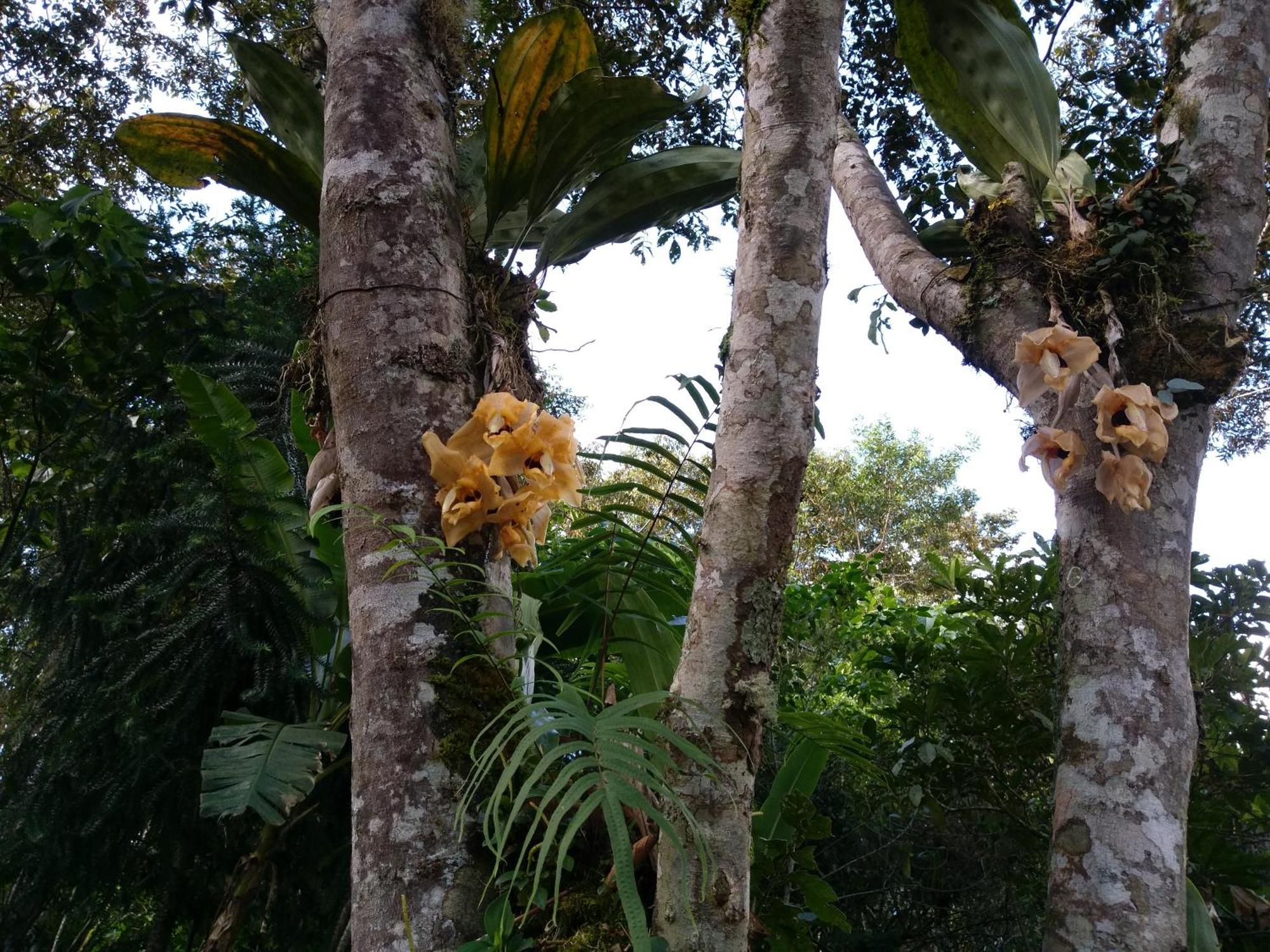 הוילה אוקסאפמפה Refugio De Orquideas מראה חיצוני תמונה