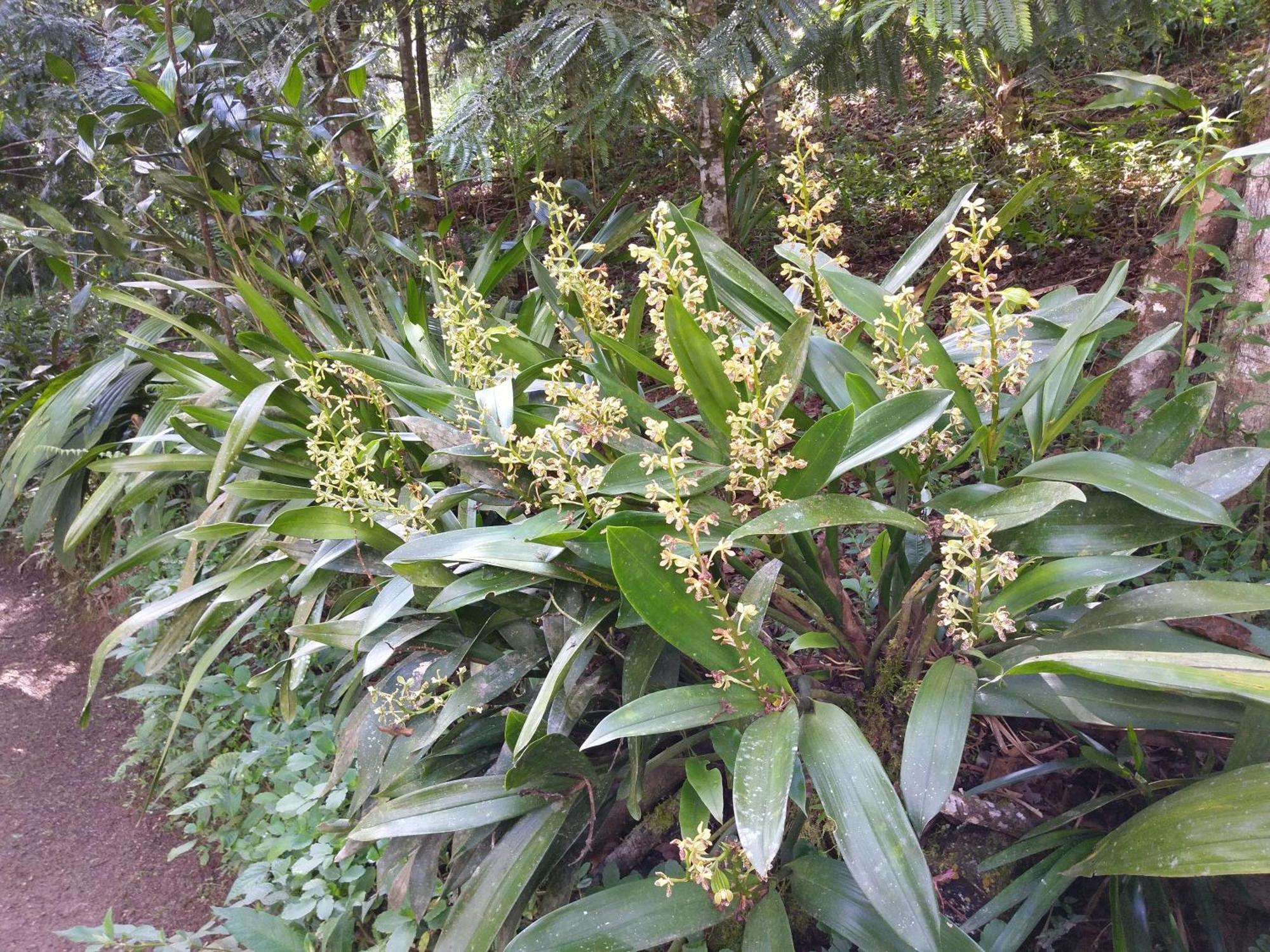הוילה אוקסאפמפה Refugio De Orquideas מראה חיצוני תמונה