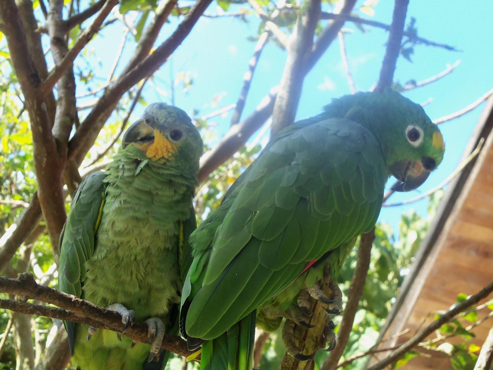 הוילה אוקסאפמפה Refugio De Orquideas מראה חיצוני תמונה
